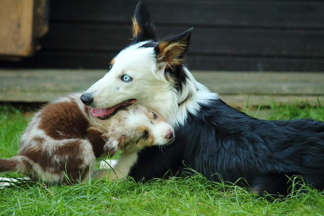 IMG-20160809-WA0024 Ein Labrador macht vor einem Jack Russel eine Spielaufforderung und der Jack Russel geht mit einem hochheben der Forderpfoten darauf ein.