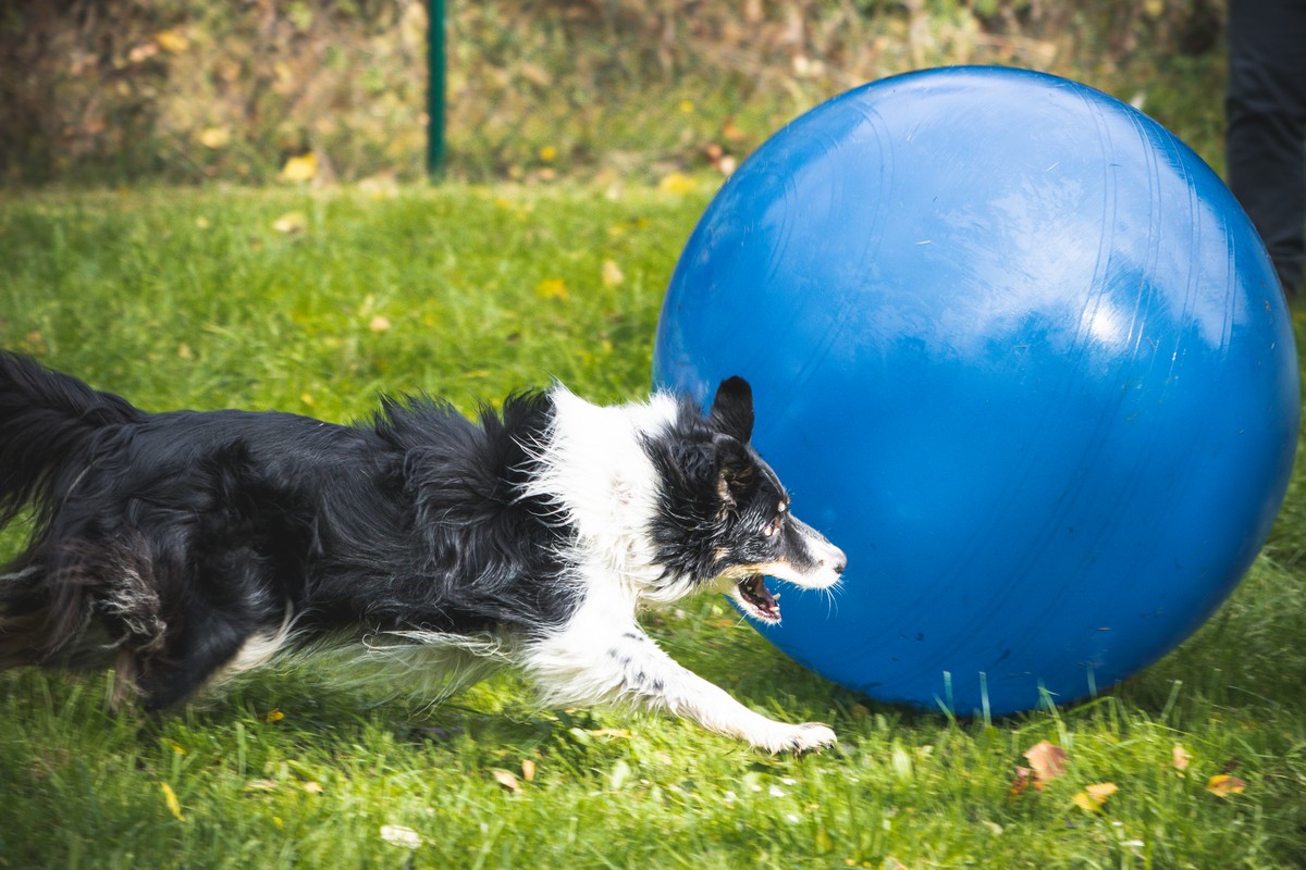 Hund_Treibball