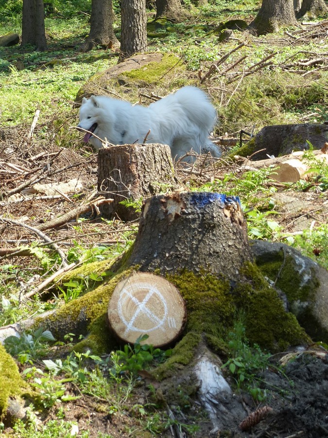 Hund_Workshop_Jagdfieber