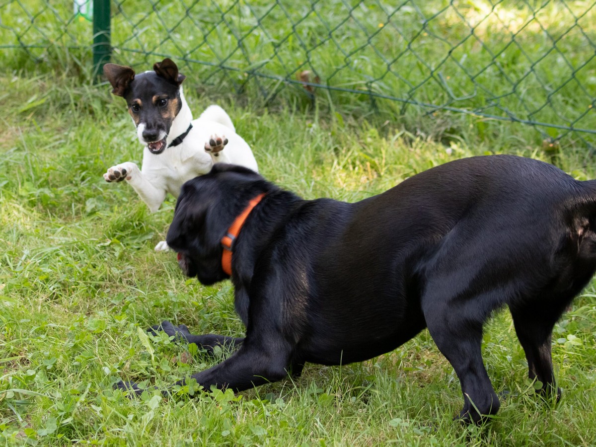 Hunde_Koerpersprache-und-Kommunikation-1-scaled