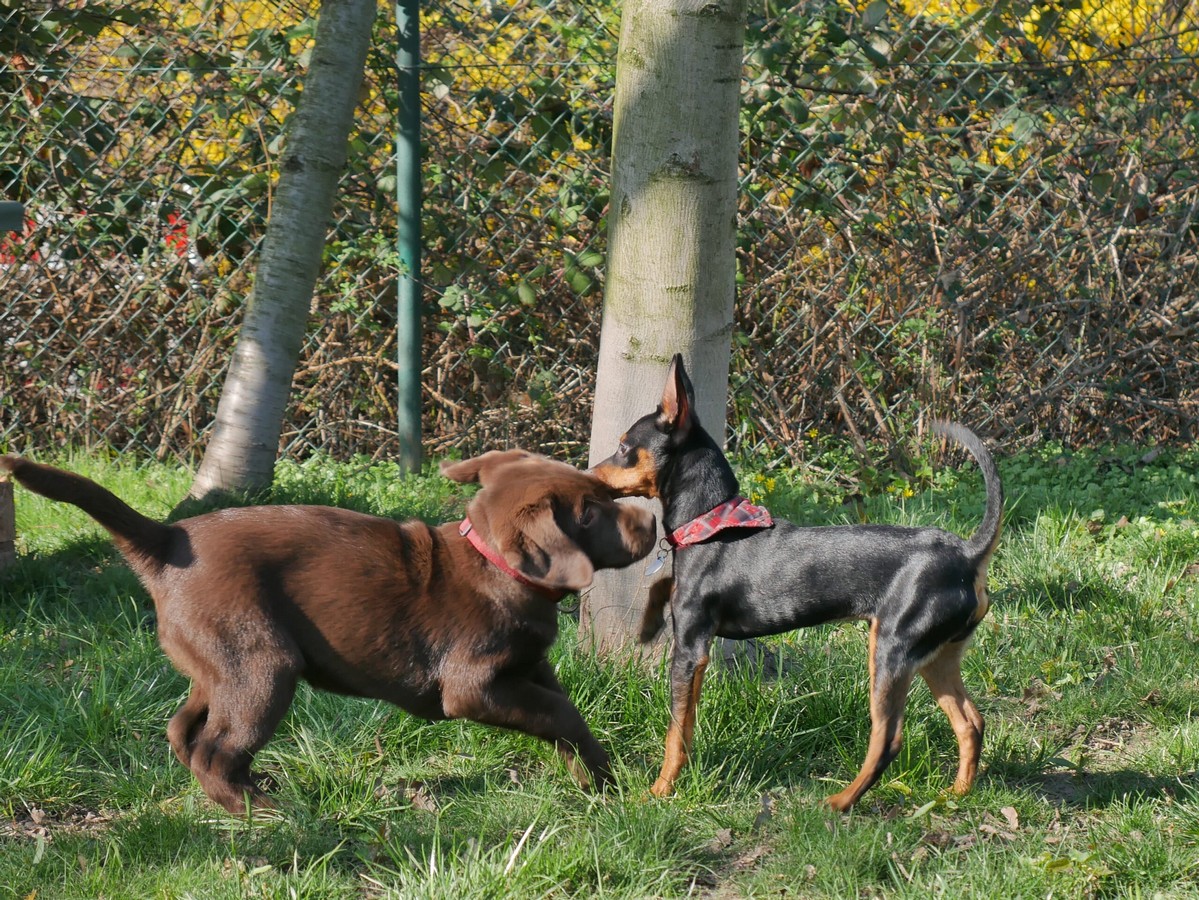 Hunde_Koerpersprache-und-Kommunikation_02-1-scaled