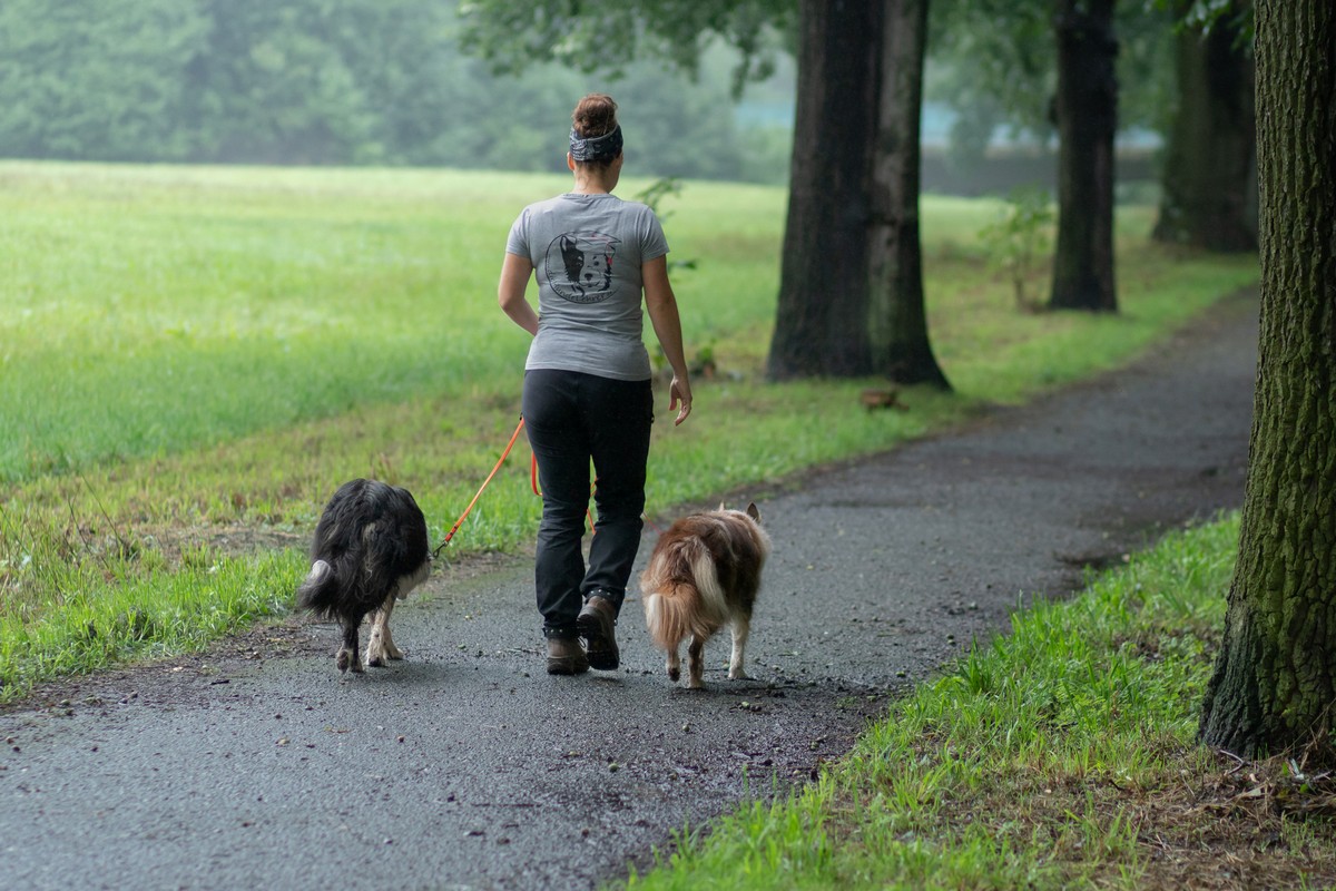 Mensch_Hunde_Leinenfuehrigkeit einen Hundetrainerin läuft mit 2 Hunden an durchhängender Leine auf einer Baumallee lang