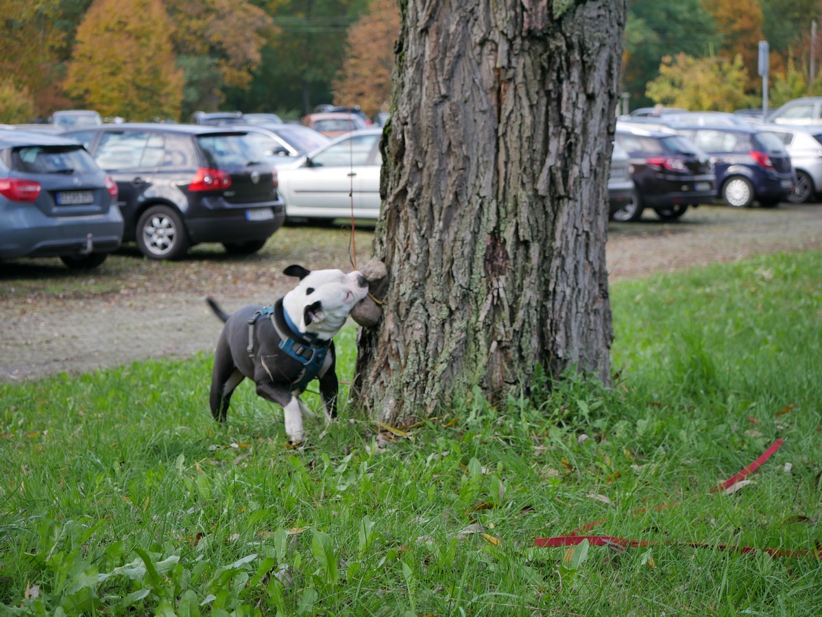 P1000515 einen Hundetrainerin läuft mit 2 Hunden an durchhängender Leine auf einer Baumallee lang